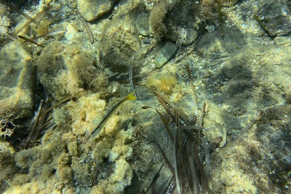 France, Var, Le Rayol Canadel sur Mer, Domaine du Rayol, Jardin des Mediterranees, Conservatoire du Littoral Estate compulsory mention, the marine path