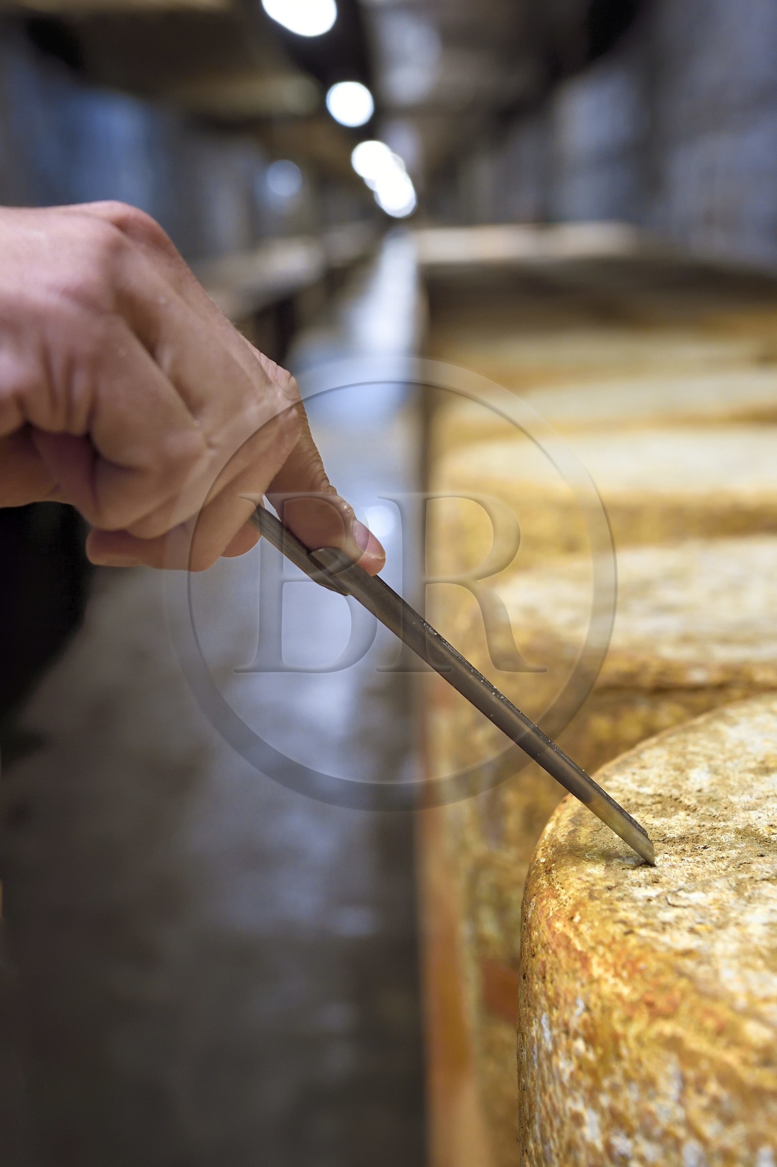 France, Cantal (15), La Chapelle-Laurent, cave d'affinage pour les fromages Marcel Charrade dans l'ancien tunnel ferroviaire de la ligne Saint-Flour - Brioude long d’un kilomètre, carottage d'une meule de fromage Cantal pour vérifier sa maturation