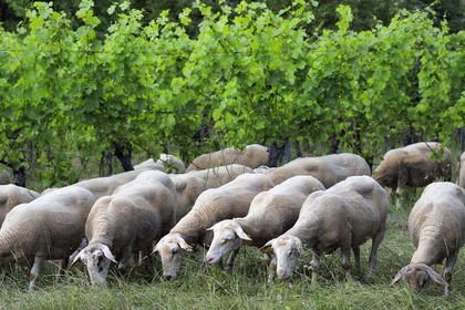 France, Bas-Rhin (67), Route des vins d'Alsace, Traenheim, Domaine viticole MULLER Charles & Fils, les moutons folivores entre les vignes permettent un entretien bio