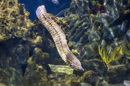 Espagne, Catalogne, Barcelone, Port Vell, l'aquarium, Murène commune (Muraena helena)