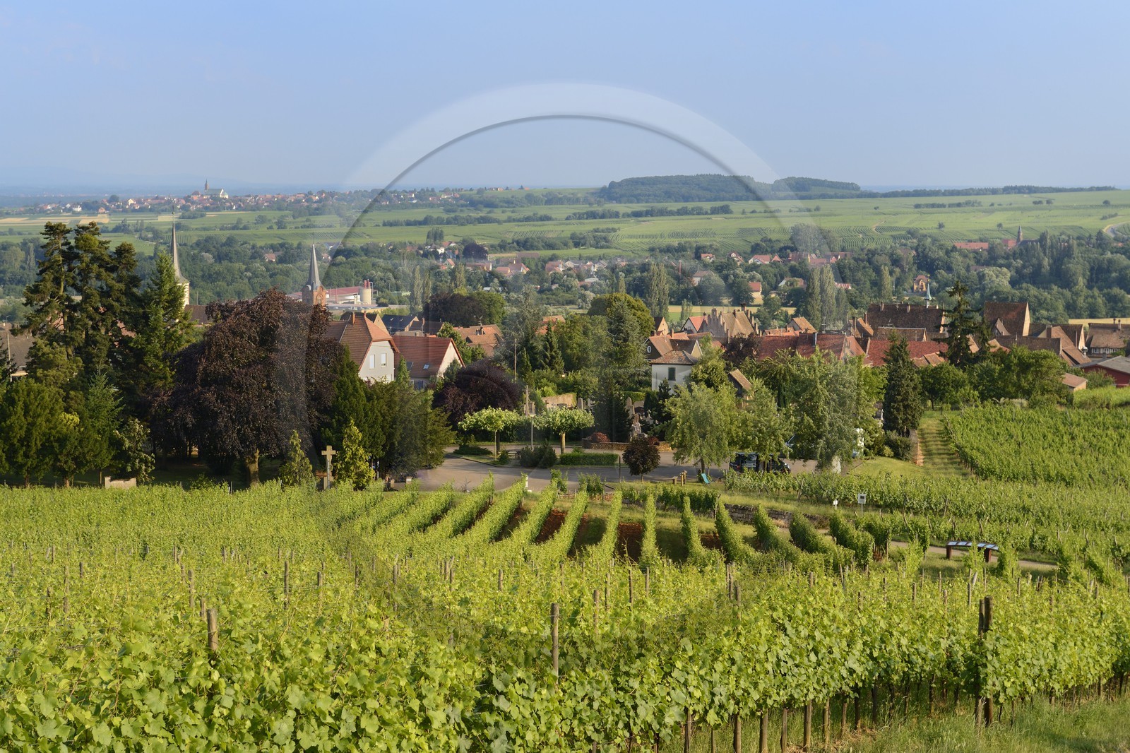 France, Bas-Rhin (67), Route des Vins d'Alsace, le vignoble à Mittelbergheim, labellisé Les Plus Beaux Villages de France, le terroir de la colline du Zotzenberg est classé Grand Cru
