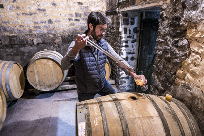 France, Vendée (85), Pissotte, le vigneron Mathieu Coirier produit du vin AOC fief vendéen certifié bio
