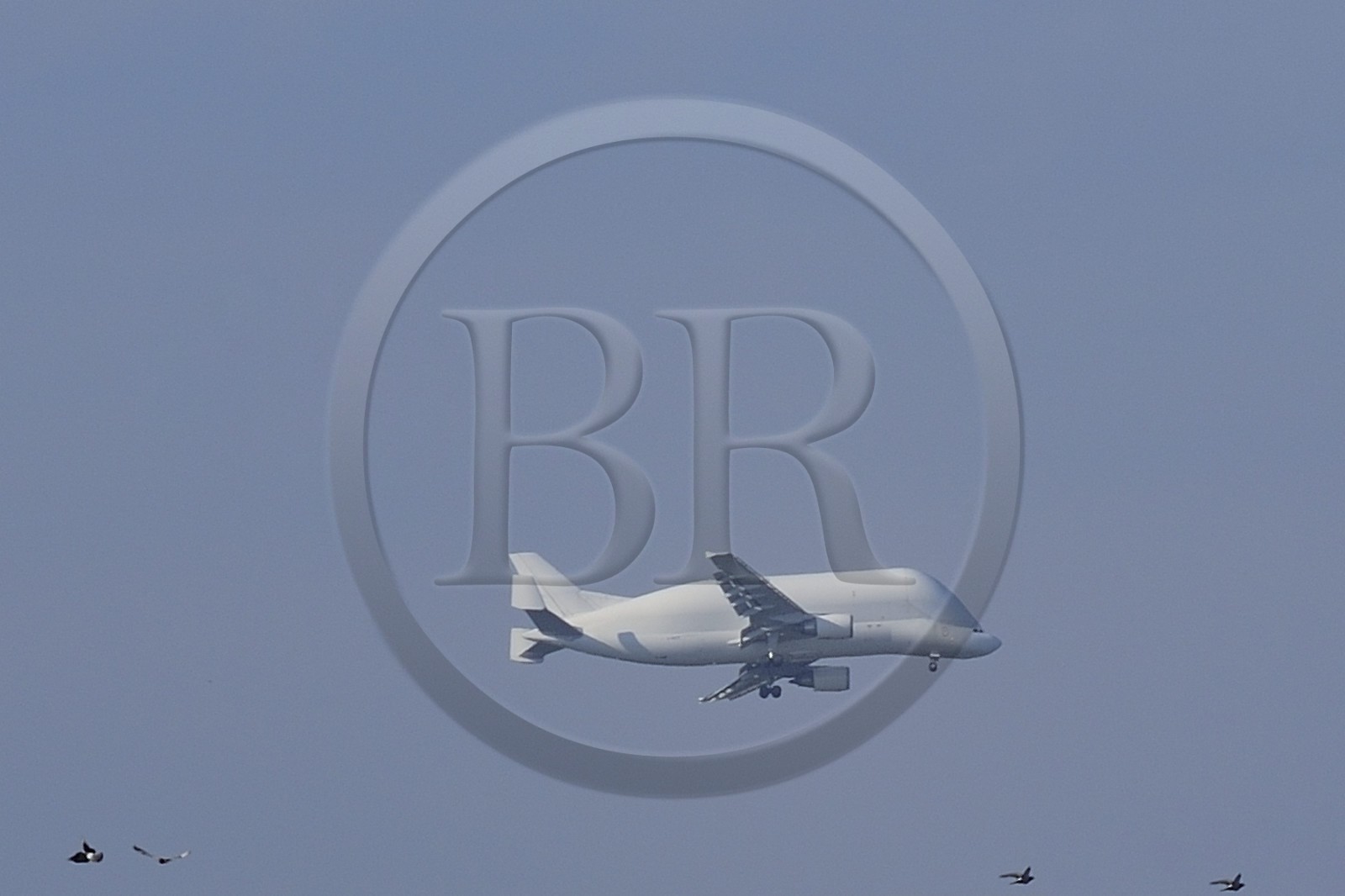 France, Loire-Atlantique (44), Saint-Nazaire, l'Airbus A300-600ST, également connu sous le nom de Beluga qui transporte les pièces de l'A380