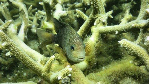 France, île de la Réunion, le récif corallien du lagon de la plage de Saint-Gilles et de l'Ermitage (vue sous-marine)
