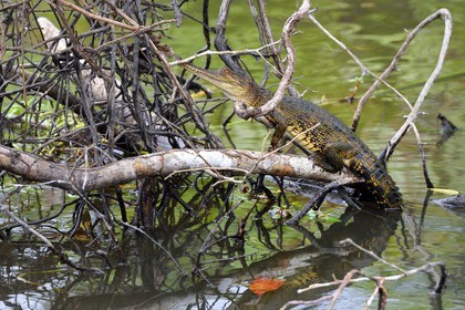 Gabon, province de Ogooué- Maritime, Parc National du Loango, site de Akaka dans la lagune du Fernan Vaz (Nkomi), Faux-gavial d'Afrique ou Crocodile à nuque cuirassée (Mecistops cataphractus)