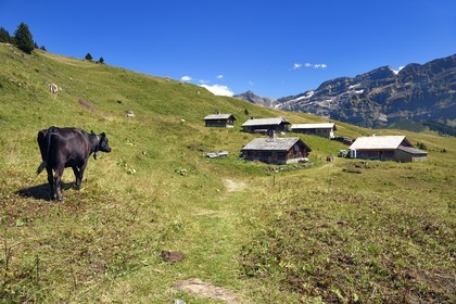 Suisse, canton de Vaud, Villars-sur-Ollon, randonnée du col de Bretaye au col de la Croix en passant par le hameau d'Ensex, le hameau d'Ensex