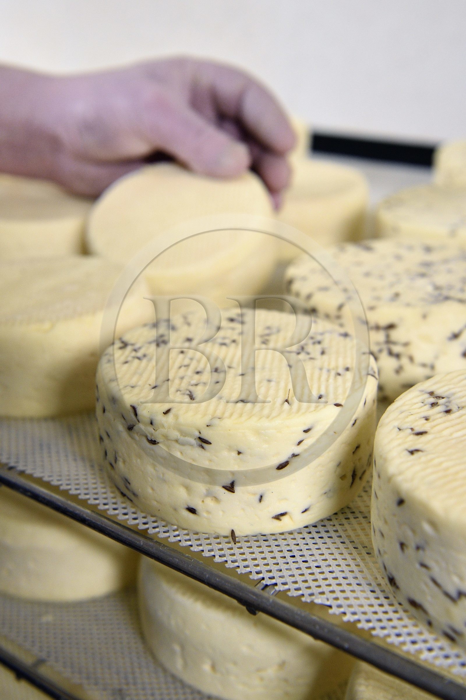 France, Haut-Rhin (68), Wasserbourg, Ferme-auberge Buchwald, le marcaire Michel Wehrey à la fabrication du fromage de munster AOP (lait de vache), munster d'une semaine avec et sans cumin, toujours retourné régulièrement dans la cave d'affinage