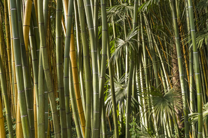 France, Gard (30), Générargues vers Anduze, Bambouseraie en Cévennes, forêt de bambou
