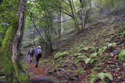 France, Haut-Rhin (68), Parc naturel régional des ballons des Vosges, randonneurs remontant de la vallée de Storckensohn vers le sommet de La Tête des Perches et Gazon Rouge en Lorraine