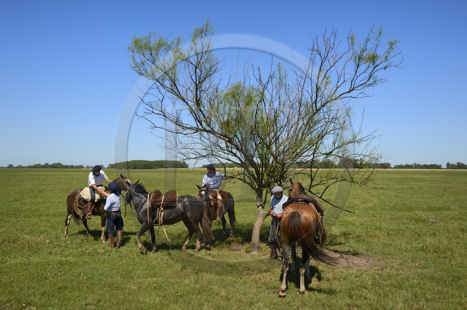 Argentine, province de Buenos Aires, San Antonio de Areco, estancia La Bamba de Areco, halte des gauchos sous un arbre endémique appelé Sina Sina