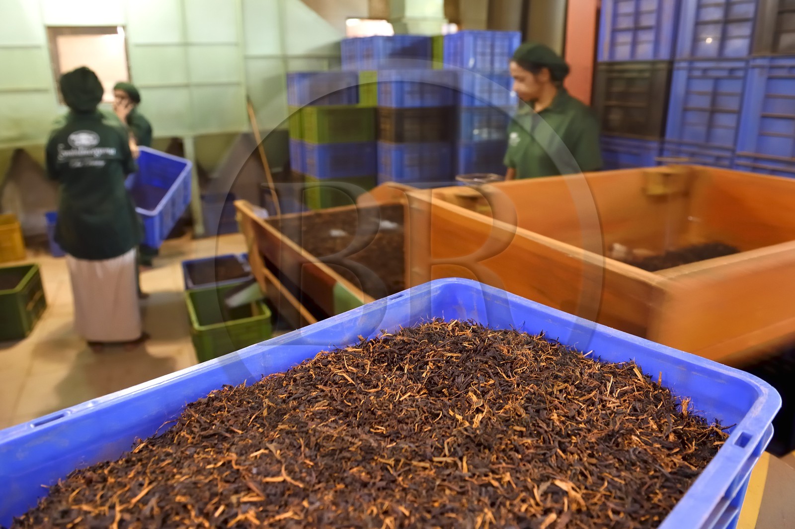 Sri Lanka, province du centre, district de Kandy, Pilimathalawa, usine de thé d'Embilmeegama