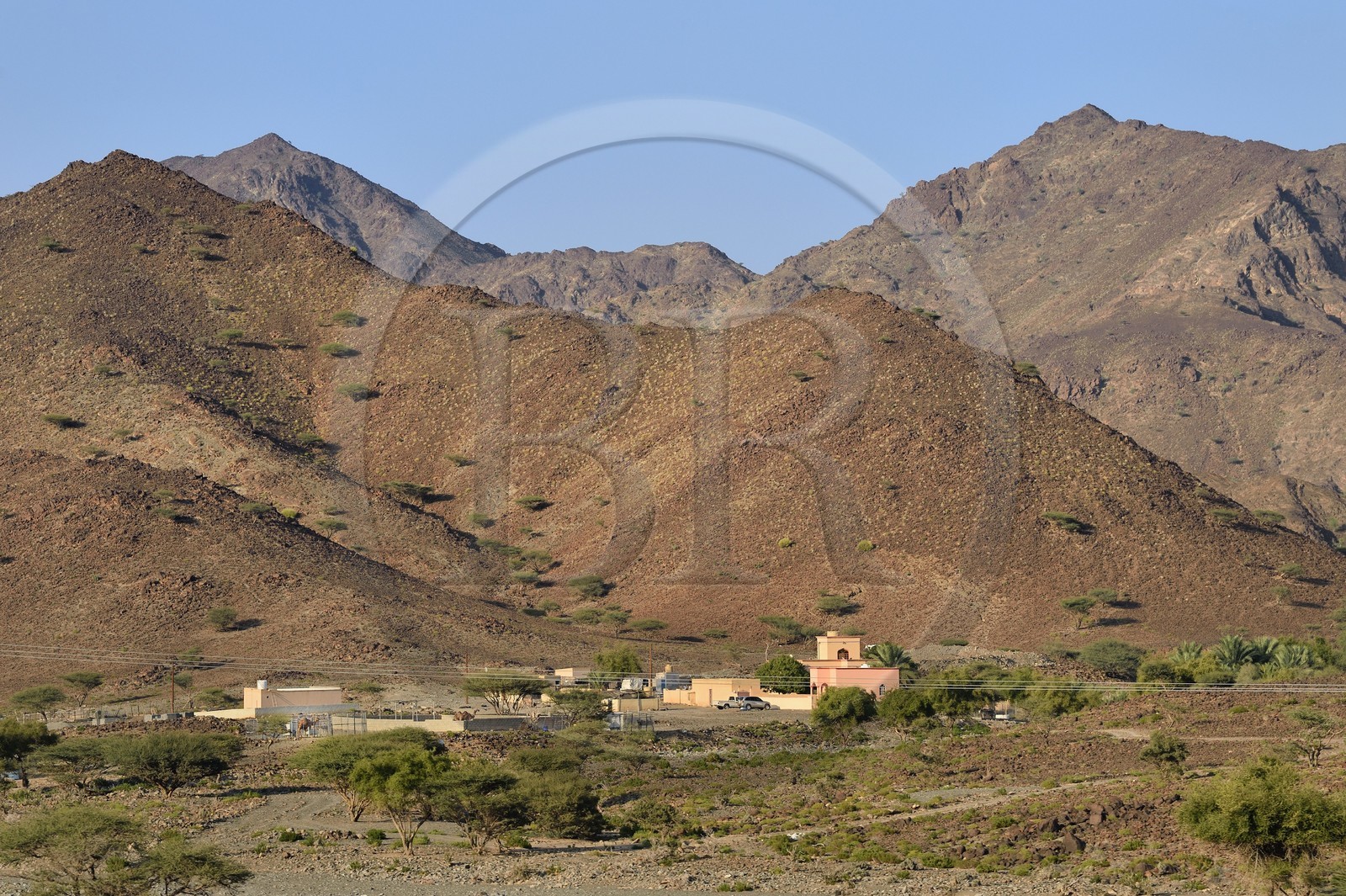 Sultanat d'Oman, gouvernorat de Ash Sharqiyah Nord, montagnes à l'Est de Al Jarda, ferme et élevage de dromadaire