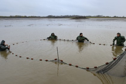 France, Indre (36), le Berry, parc naturel régional de la Brenne, étangs Foucault, vidange d'un étang de peche et récolte des poissons à la main dans un filet, brochet (Esox lucius)