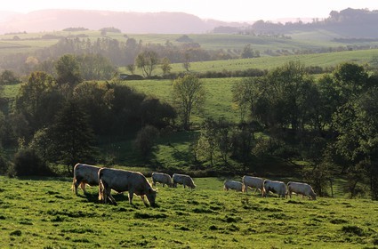 France, Haute-Marne (52), troupeau de vaches dans les près