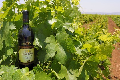 Maroc, région de Meknès, Boufakrane, Les Celliers de Meknès, vin AOG du Maroc