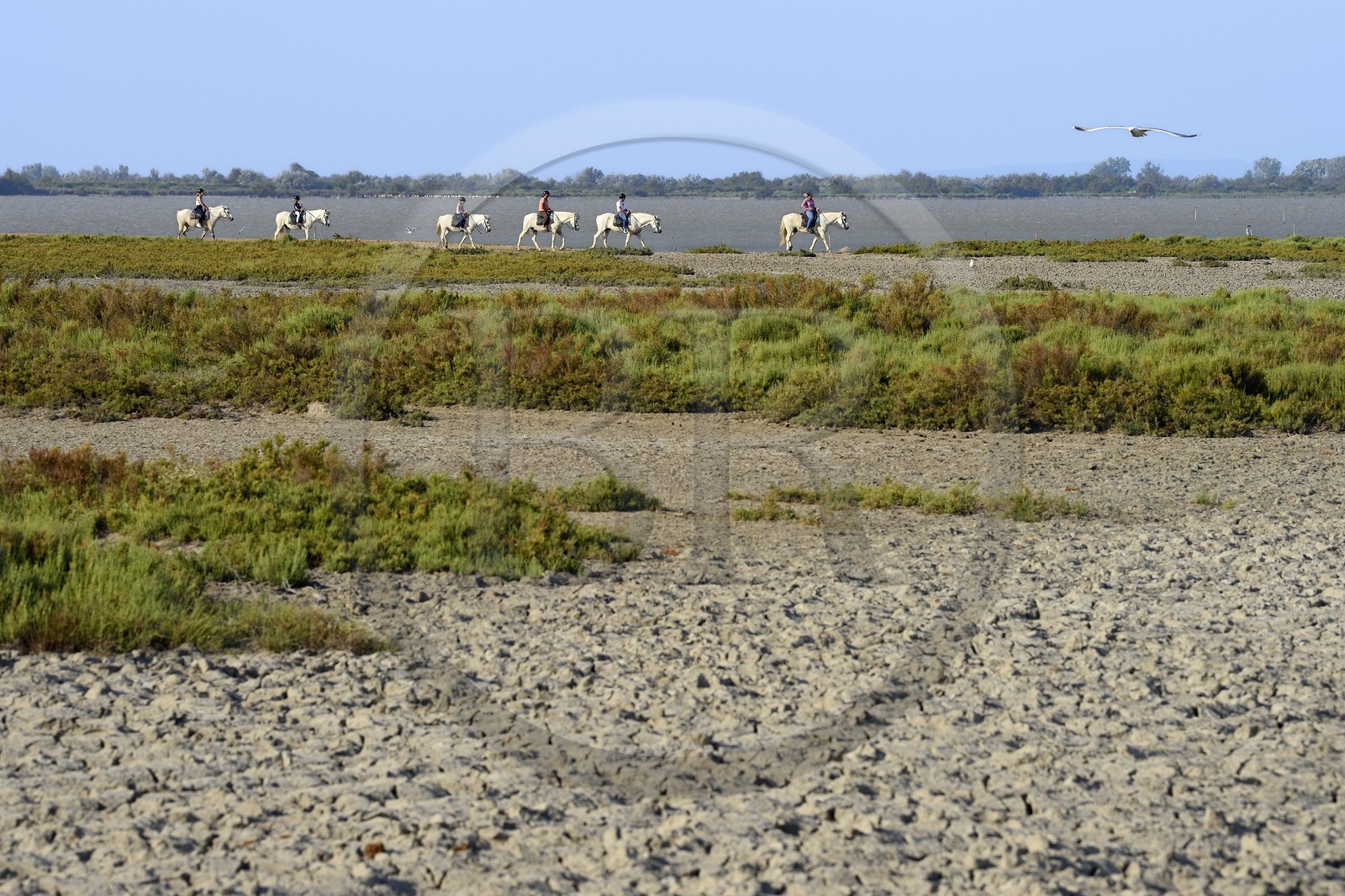 France, Bouches-du-Rhône (13), Parc naturel régional de Camargue,  groupe de cavaliers en bordure de l'étang de Malagroy