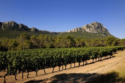 France, Hérault (34), vignoble au pied du Pic Saint-Loup,