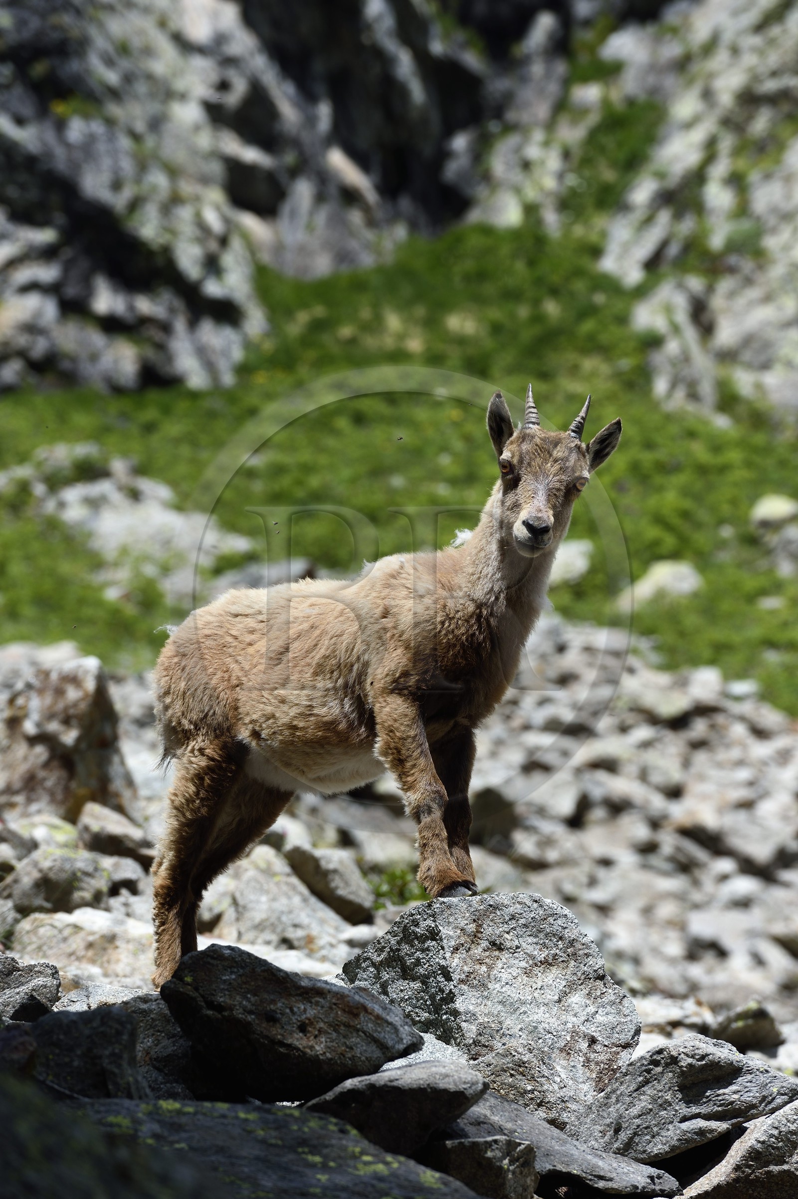 France, Alpes-Maritimes (06), parc national du Mercantour, vallée de la Valmasque, jeune étagne, bouquetin (Capra ibex) femelle des Alpes