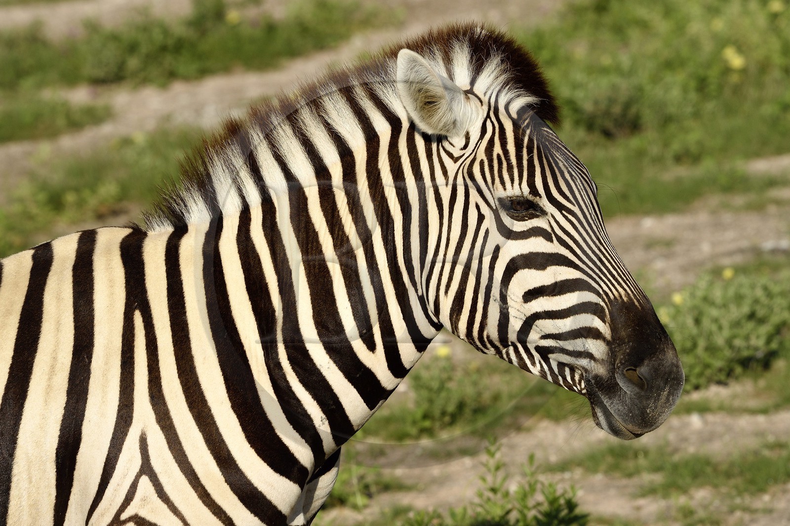 Namibie, région de Oshikoto, Parc National d'Etosha, zèbre de Burchell (Equus burchellii)