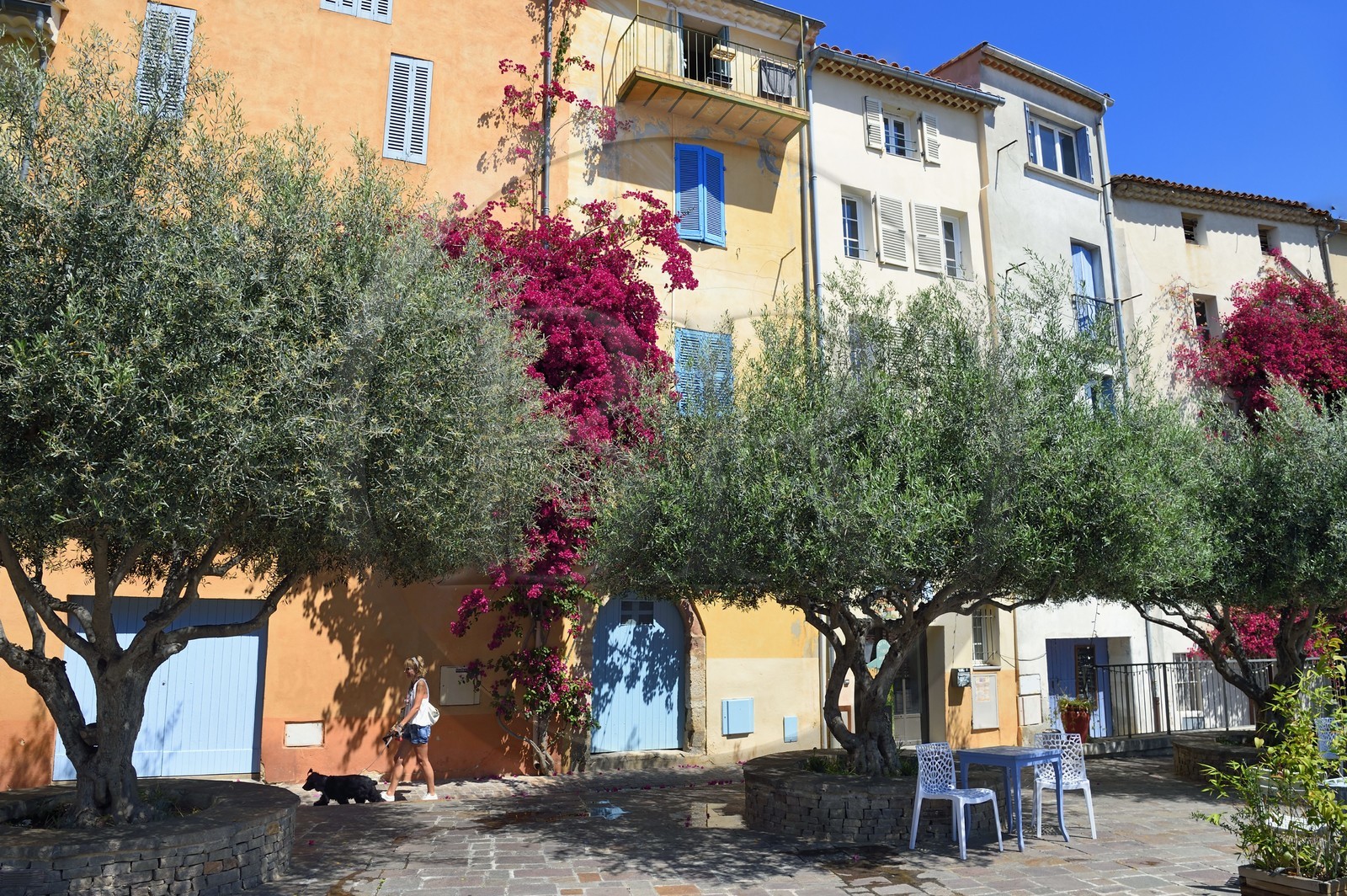France, Var (83), Hyères, place Rabaton avec de beaux oliviers centenaires et des bougainvilliers grimpant sur les murs