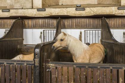 France, Oise (60), Chantilly, le chateau de Chantilly, les Grandes Ecuries, musée du Cheval, les deux nefs accueillent des stalles pour les chevaux