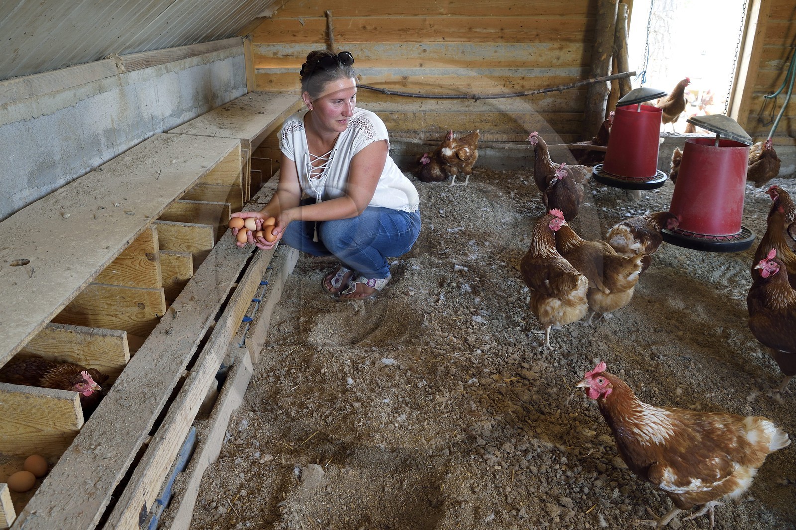 France, Var, Provence Verte, Correns, 1st organic village of France, the Poulailler de Lea, the organic farmer Lea Brunet surrounded by her laying hens