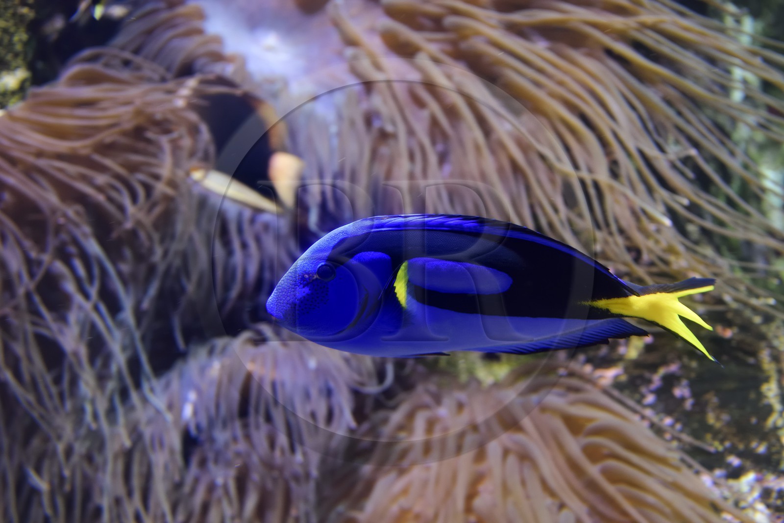France, Charente-Maritime (17), La Rochelle, Aquarium La Rochelle, Mention obligatoire, zone indo-pacifique, Chirurgien bleu (Paracanthurus hepatus), héro du Monde de Dory