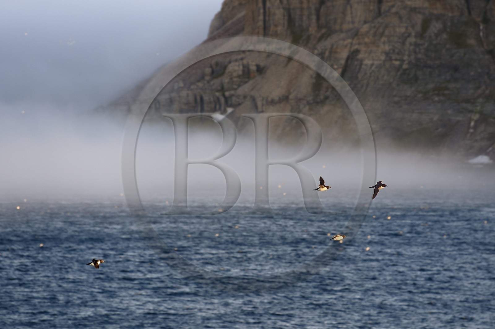 Groenland, cote Nord-Ouest, Murchison sund, Ile de Kiatak ou Northumberland, Guillemots de Brunnich (Uria lomvia)