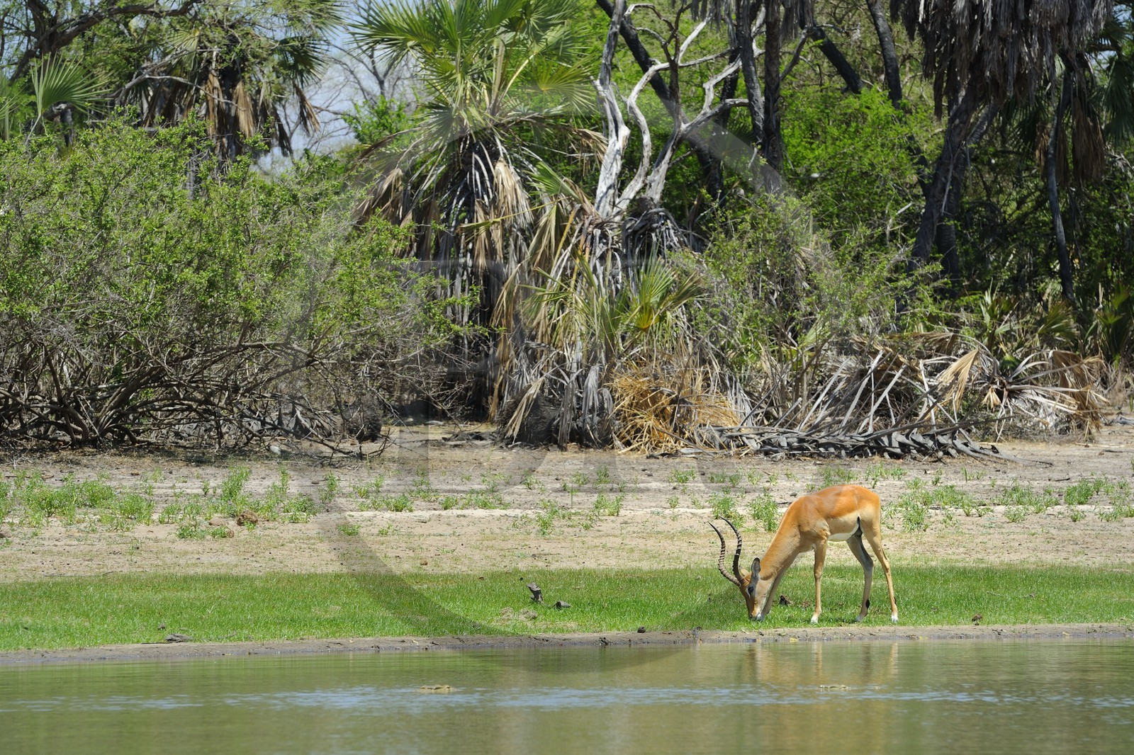 Tanzania, Selous Game Reserve is one of the largest fauna reserves of the world and designated a UNESCO World Heritage Site in 1982, impala (Aepyceros melampus)