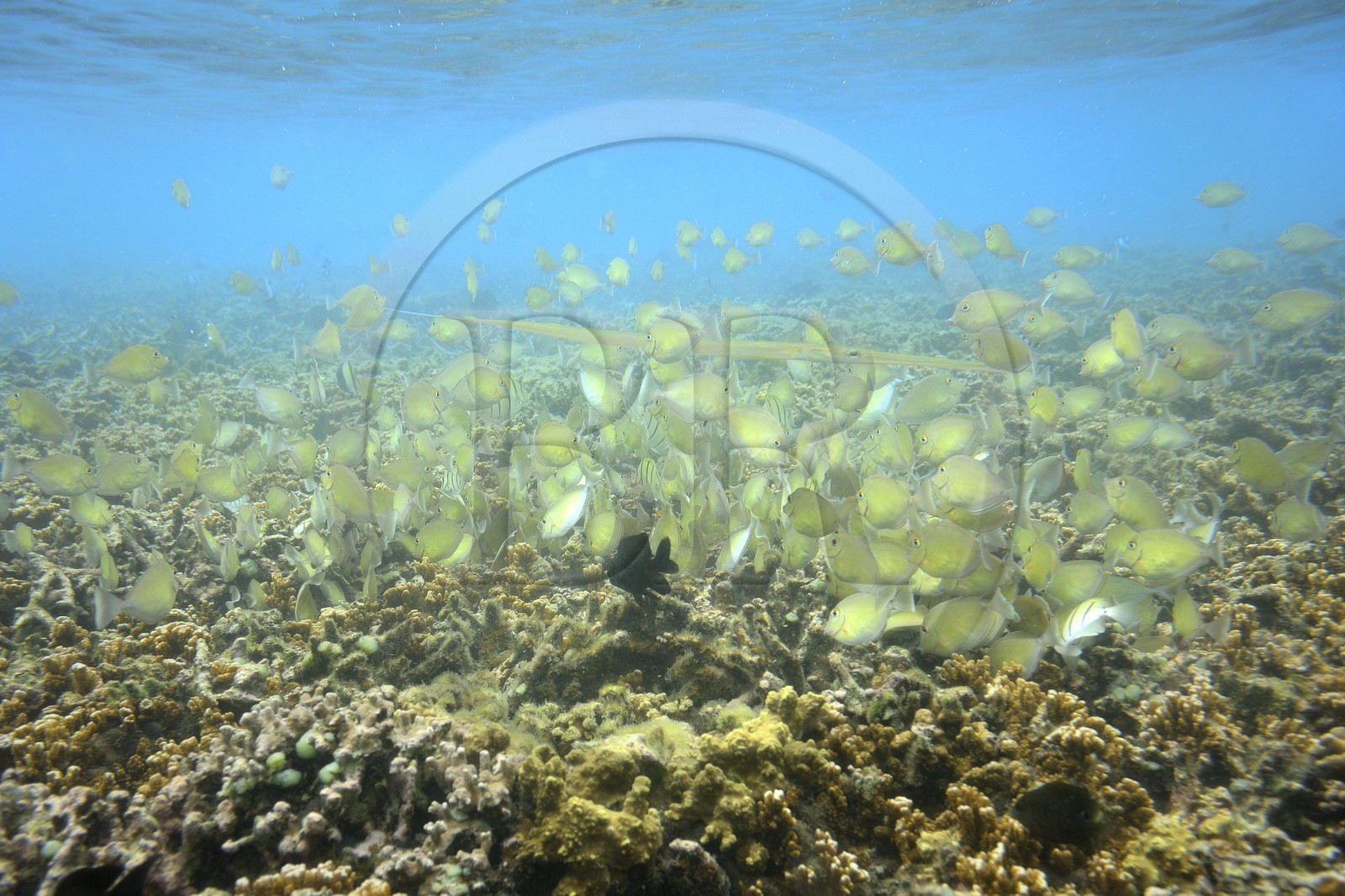 France, Ile de la Reunion, Côte Ouest, Saint-Gilles-Les-Bains (commune de Saint-Paul), le récif corallien du lagon de l'Ermitage et de La Saline-Les-Bains, poisson trompette  (Aulostomus chinensis) (vue sous-marine)