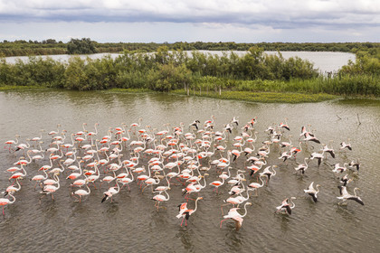 France, Gard, Vauvert, the Petite Camargue, Scamandre Regional Nature Reserve, pink flamingos (Phoenicopterus roseus) (aerial view)