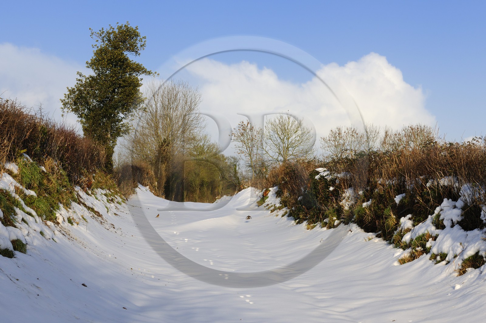 France, Manche (50), Cotentin, le bocage sous la neige