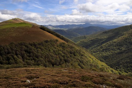 Espagne, Pays-Basque, Navarre, chemin de Saint-Jacques de Compostelle entre Saint-Jean-Pied-de-Port et Roncevaux, la forêt d’Iraty dans la vallée, elle est la plus vaste hêtraie d'Europe