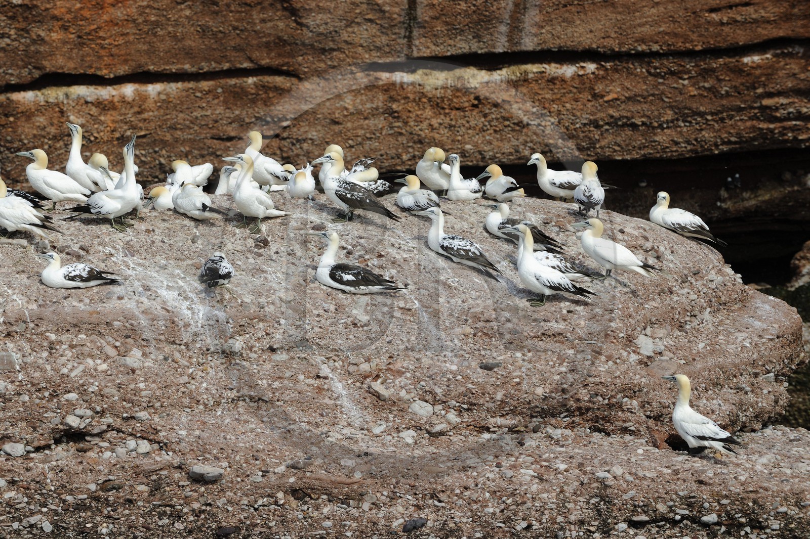 Canada, Quebec Province, Gaspesie, île Bonaventure (Bonaventure Island), Northern Gannets