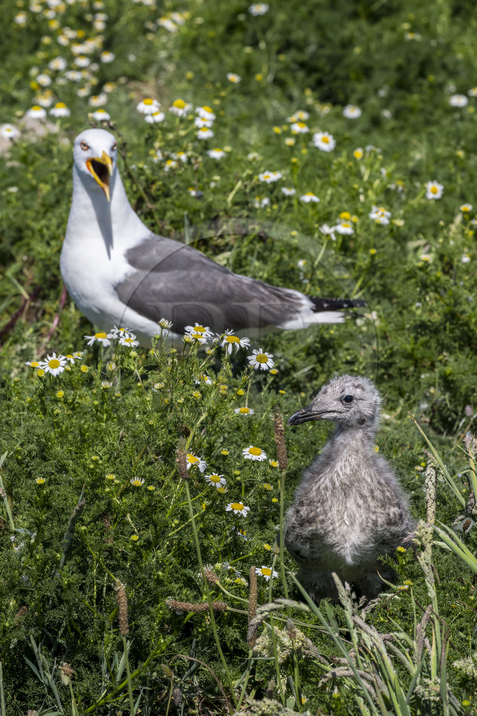 France, Finistère, Abers Country (Pays des Abers), Ile Vierge (Virgin Island) in the Lilia archipelago, many gulls populate the island during the nesting period