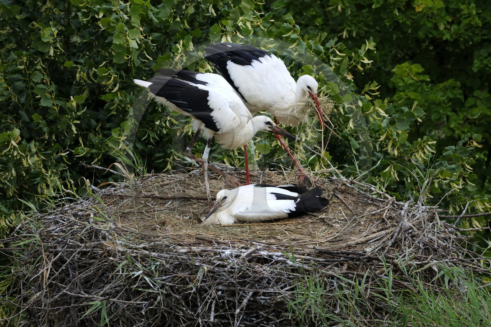 France, Haut-Rhin (68), Ungersheim, écomusée d'Alsace, cigogne