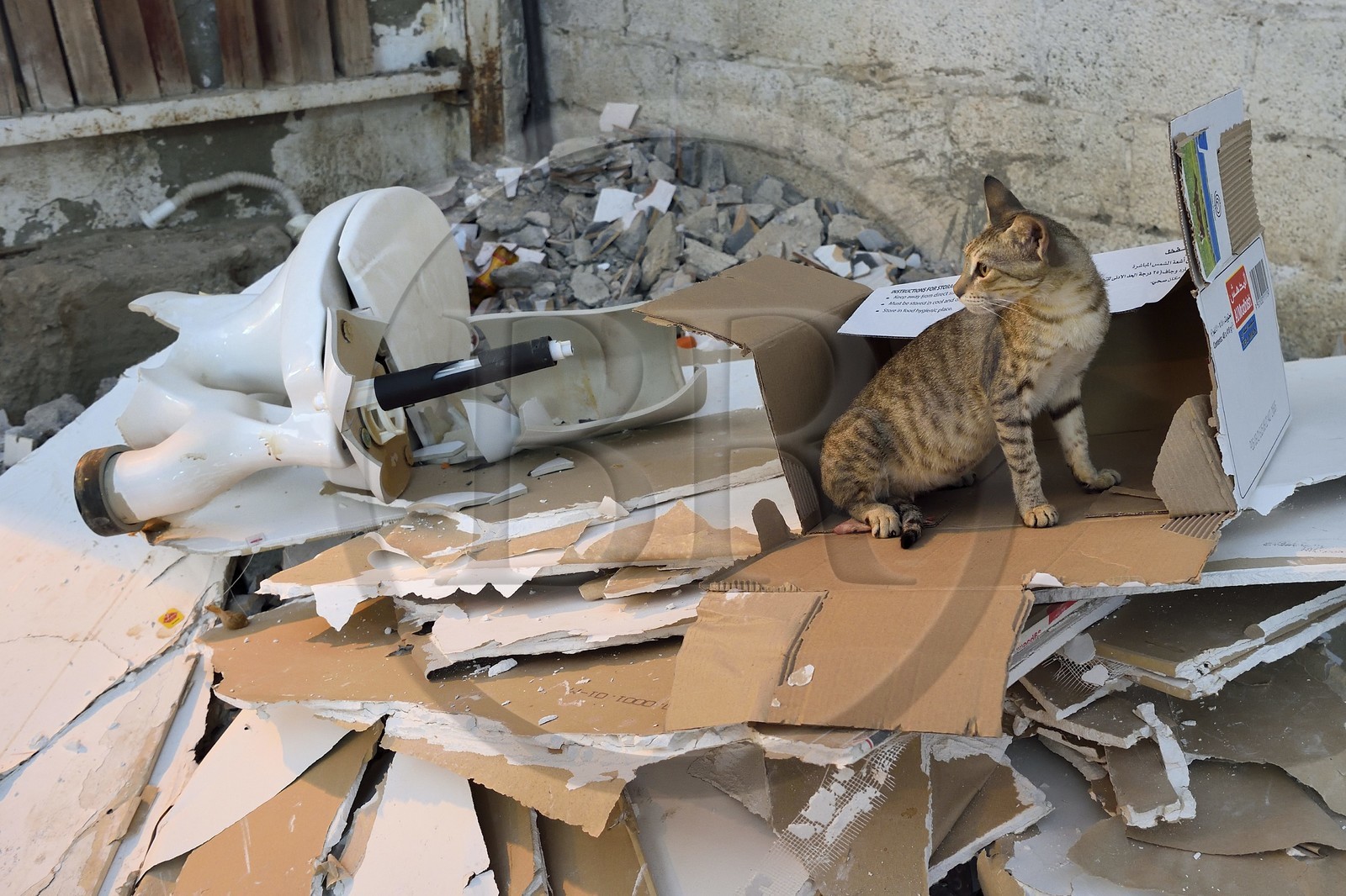 Sultanat d'Oman, Mascate, vieux Mascate, Muttrah, chat dans une décharge sauvage