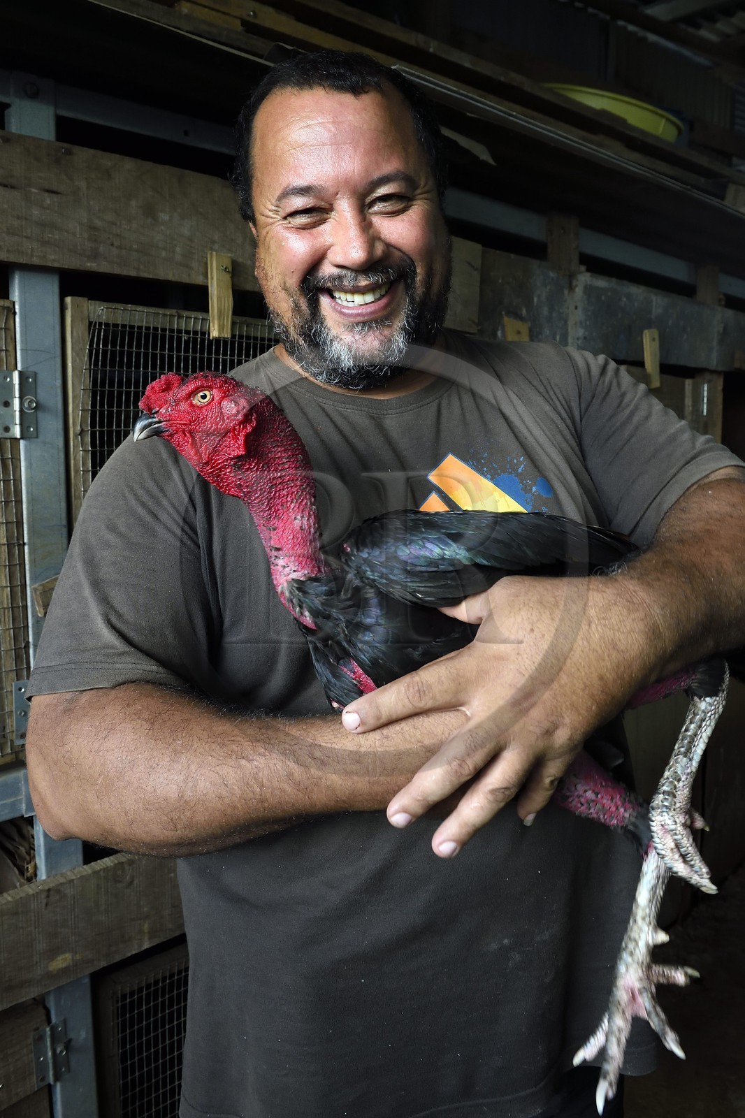 France, Ile de la Reunion, Petit Tampon, combat de coqs dans le Rond de Coq