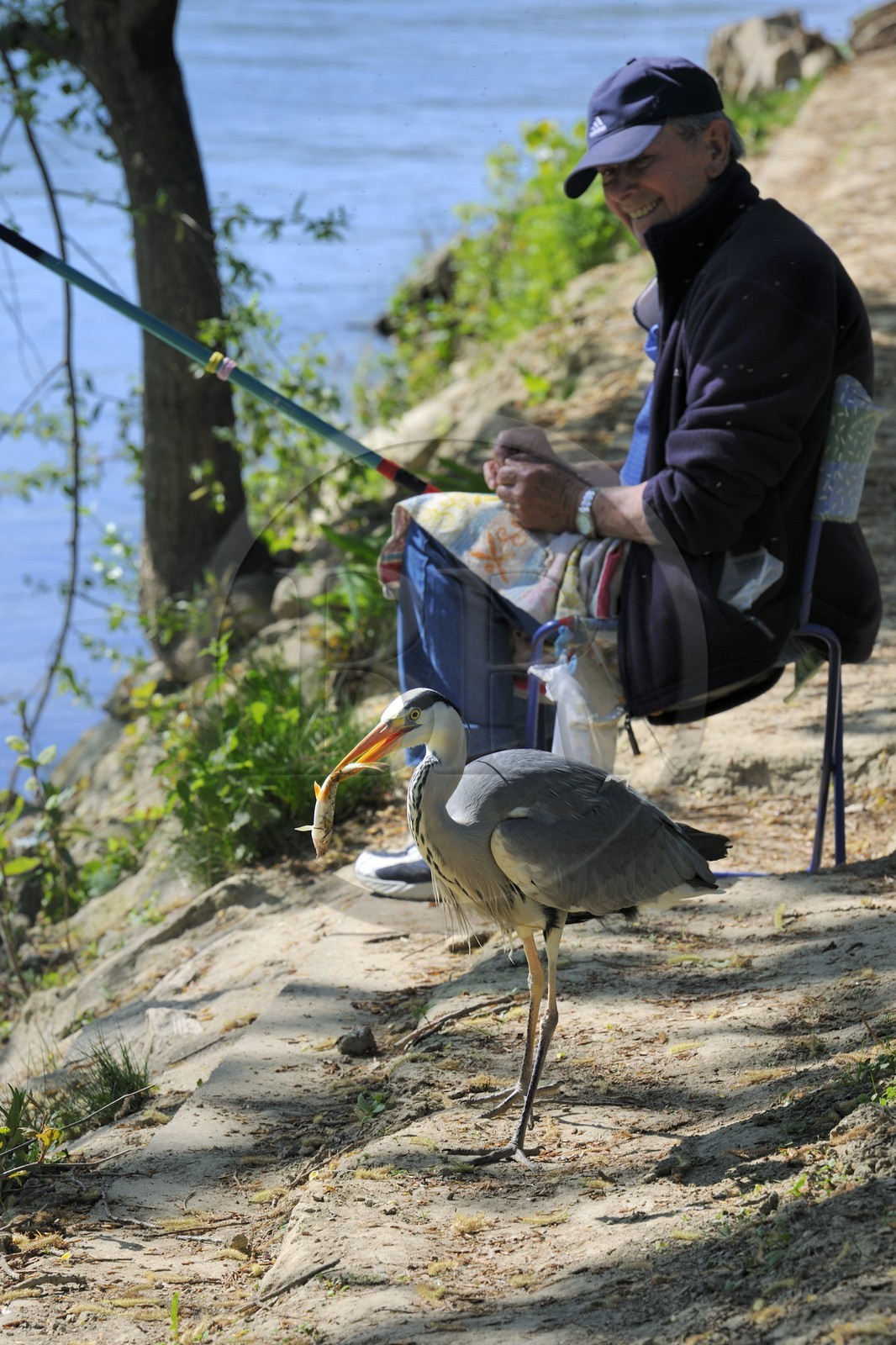 France, Val-de-Marne (94), les bords de Marne, Champigny-sur-Marne, le pêcheur Jean et le Héron cendré (Ardea cinerea) qui se tient régulièrement à ses côtés