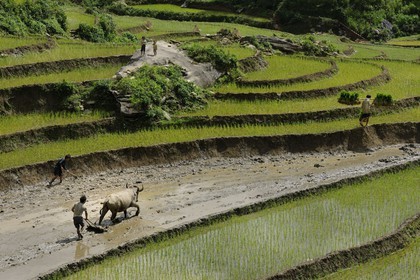 Vietnam, province de Lao Cai, région de Sapa, paysan de la minorité Hmong Noir labourant une rizière en terrasses avec un buffle