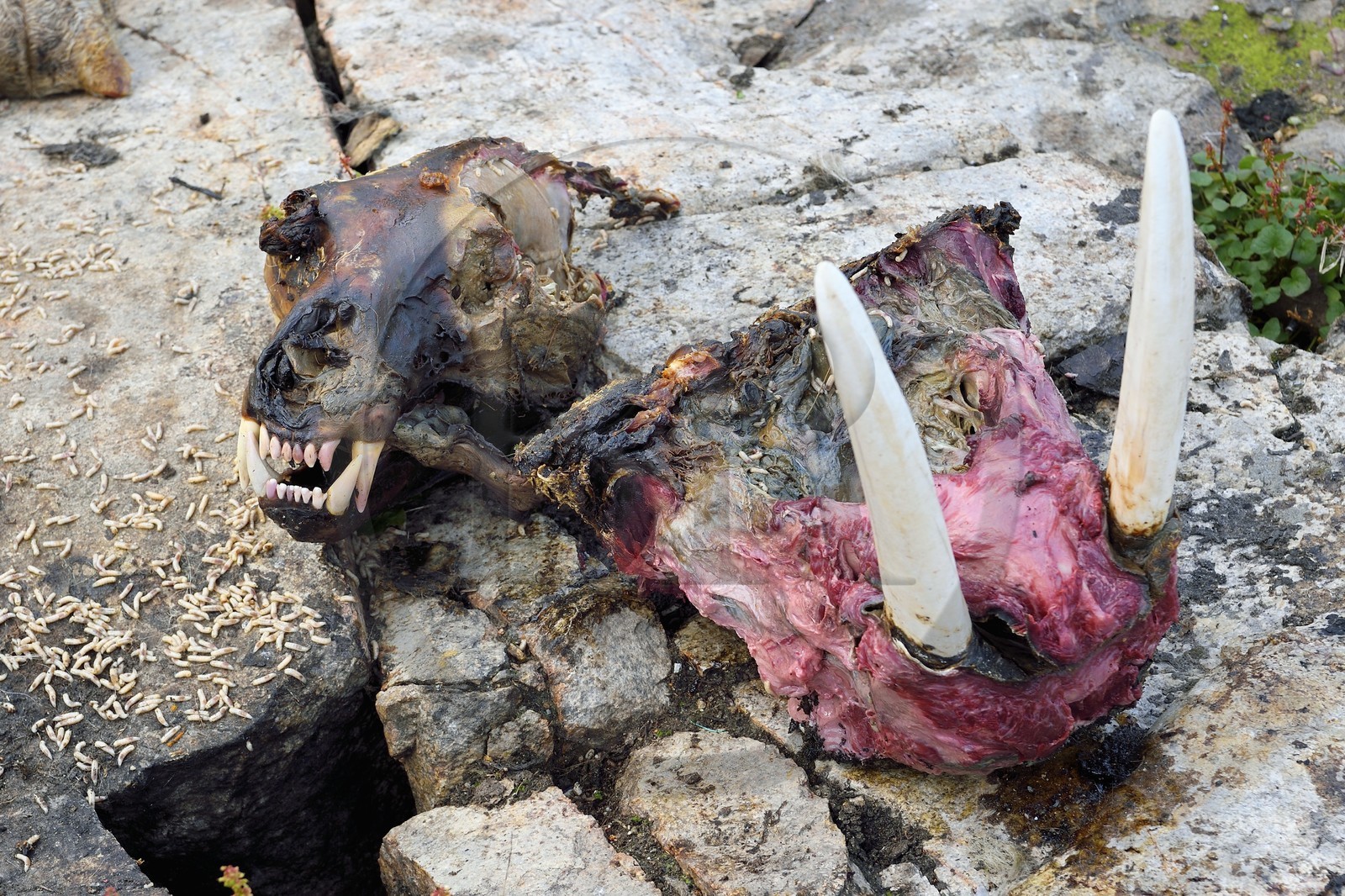 Groenland, cote ouest, baie de Baffin, Upernavik, crane d'ours à gauche et crane de morse à droite dont les chaires se décomposent