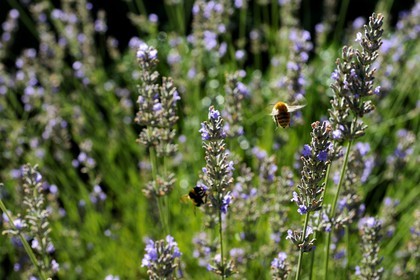 France, Var, Provence Verte (Green Provence), Bras village, Le Peyrourier Bed & Breakfast une campagne en Provence, bee gathering lavender