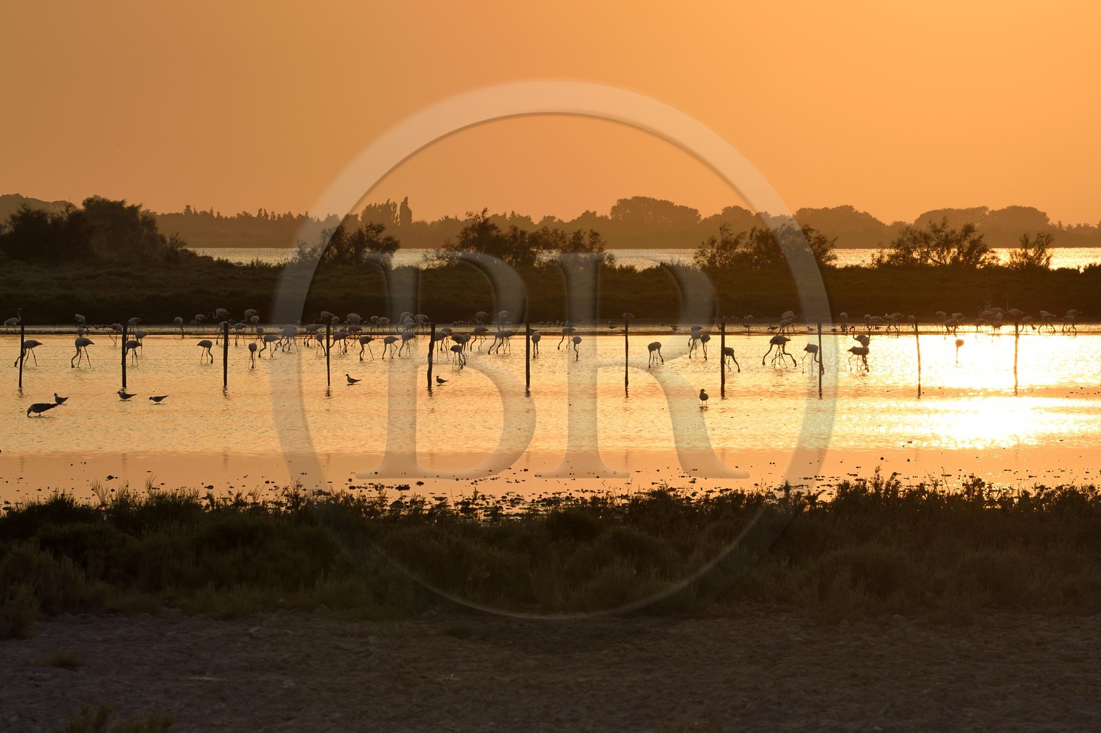 France, Bouches du Rhone, Parc naturel regional de Camargue (Regional Natural Park of Camargue), Malagroy pond, flamingos (Phoenicopterus roseus)