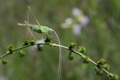 France, Var, Provence Verte, Tourves, Caramy Gorge, orthoptere, green Grasshopper (Tettigonia viridissima)