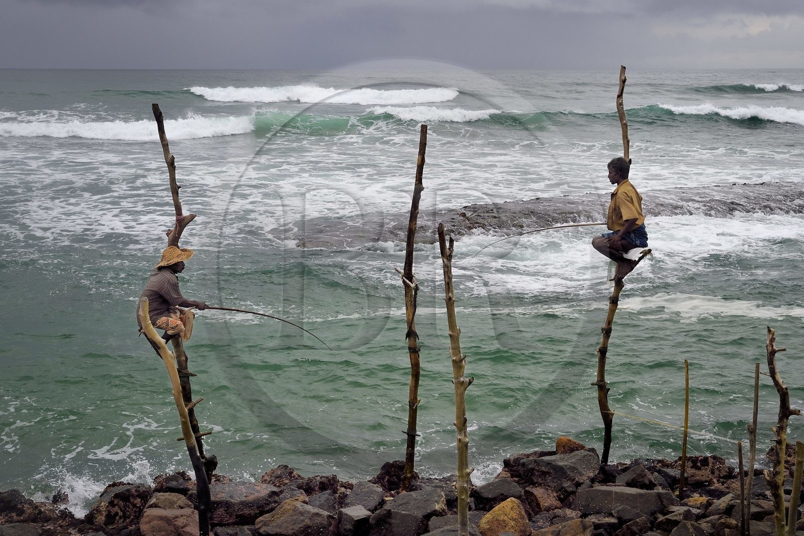 Sri Lanka, Province du Sud, région de Galle, Weligama, plage de Midigama, pecheurs sur poteaux