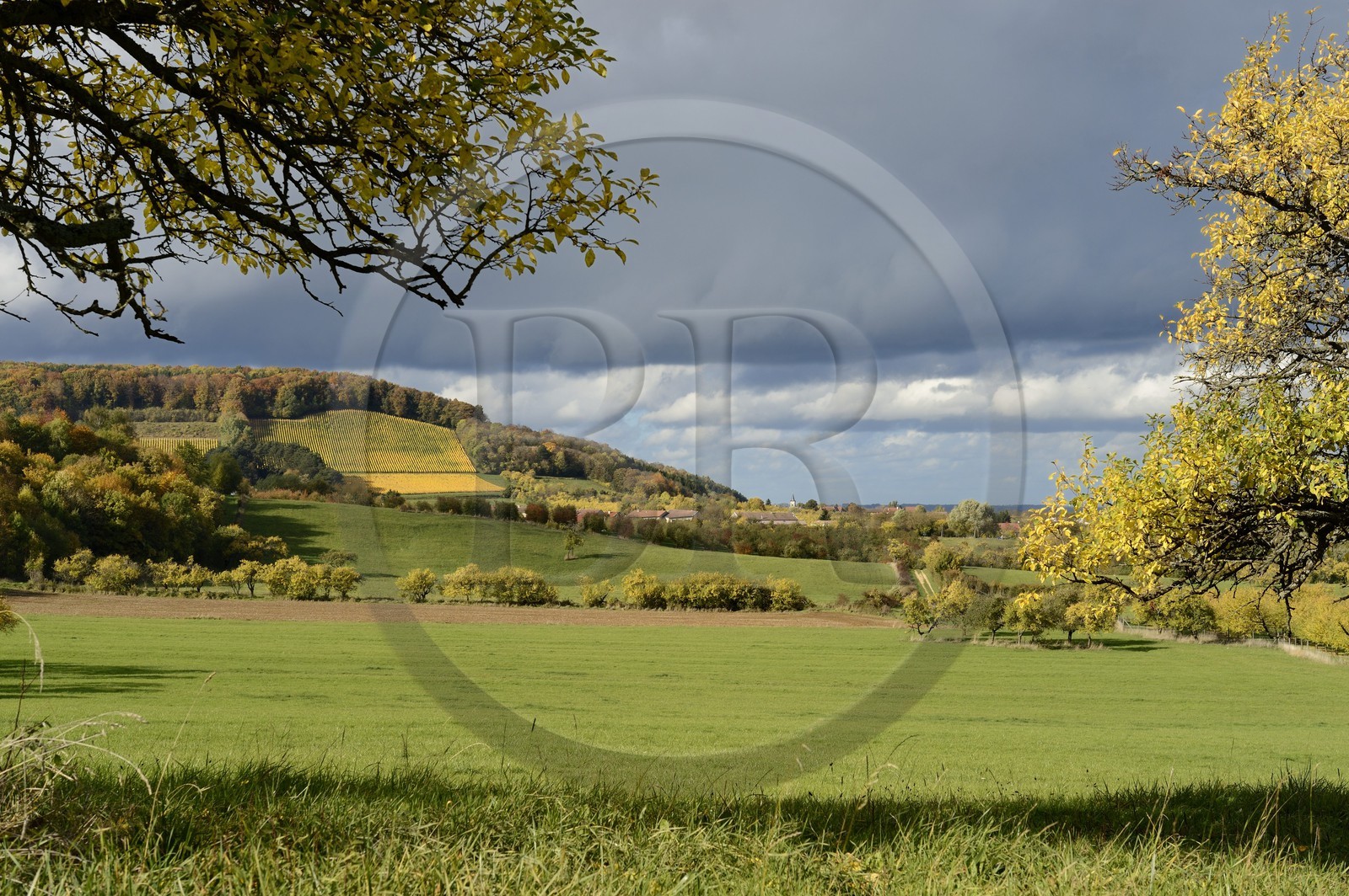 France, Meuse (55), Parc régional de Lorraine, Cotes de Meuse, Hattonchâtel, mirabelliers