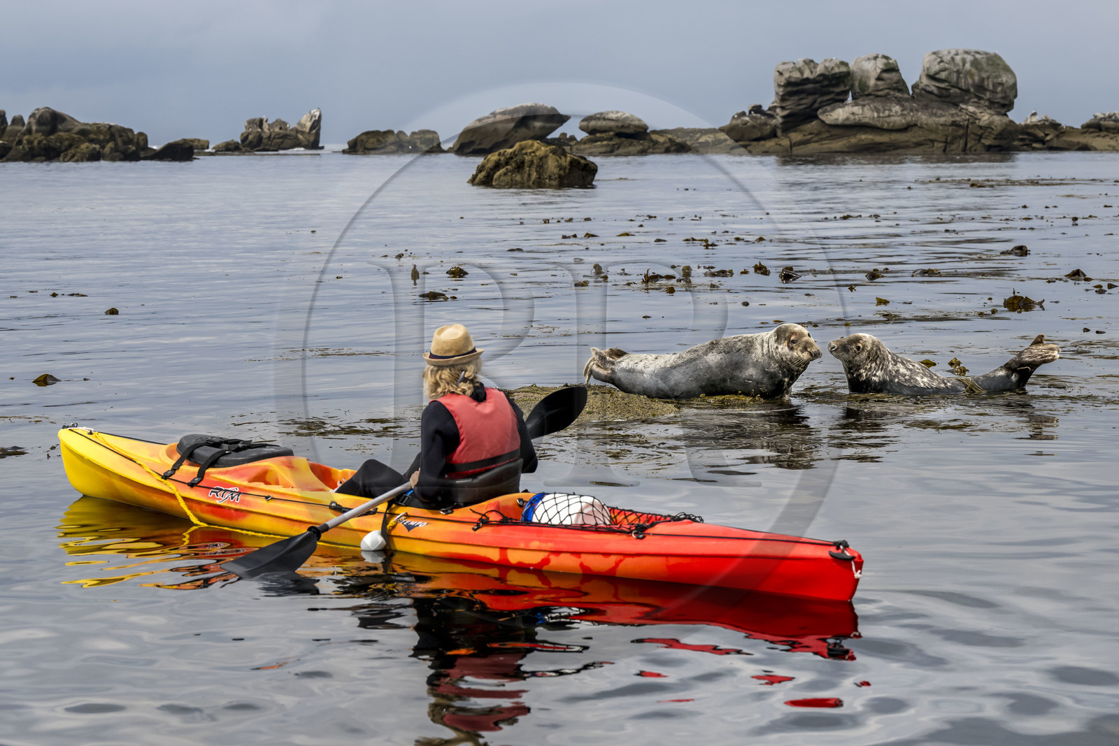 France, Finistère, Penmarch, Étocs archipelago, kayak trip from the Guilvinec Nautical Center to discover the gray seal (halichoerus grypus) in the rocks at low tide