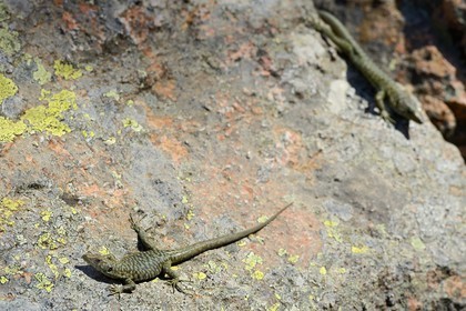 France, Corse-du-Sud (2A), Alta Rocca, Bavella, lézard endémique de Bedriaga (Archaeolacerta bedriagae)