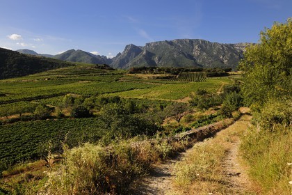France, Hérault (34), vallée de l' Orb dans la region de Mons la Trivalle, vignoble AOC Saint-Chinian & Roquebrun