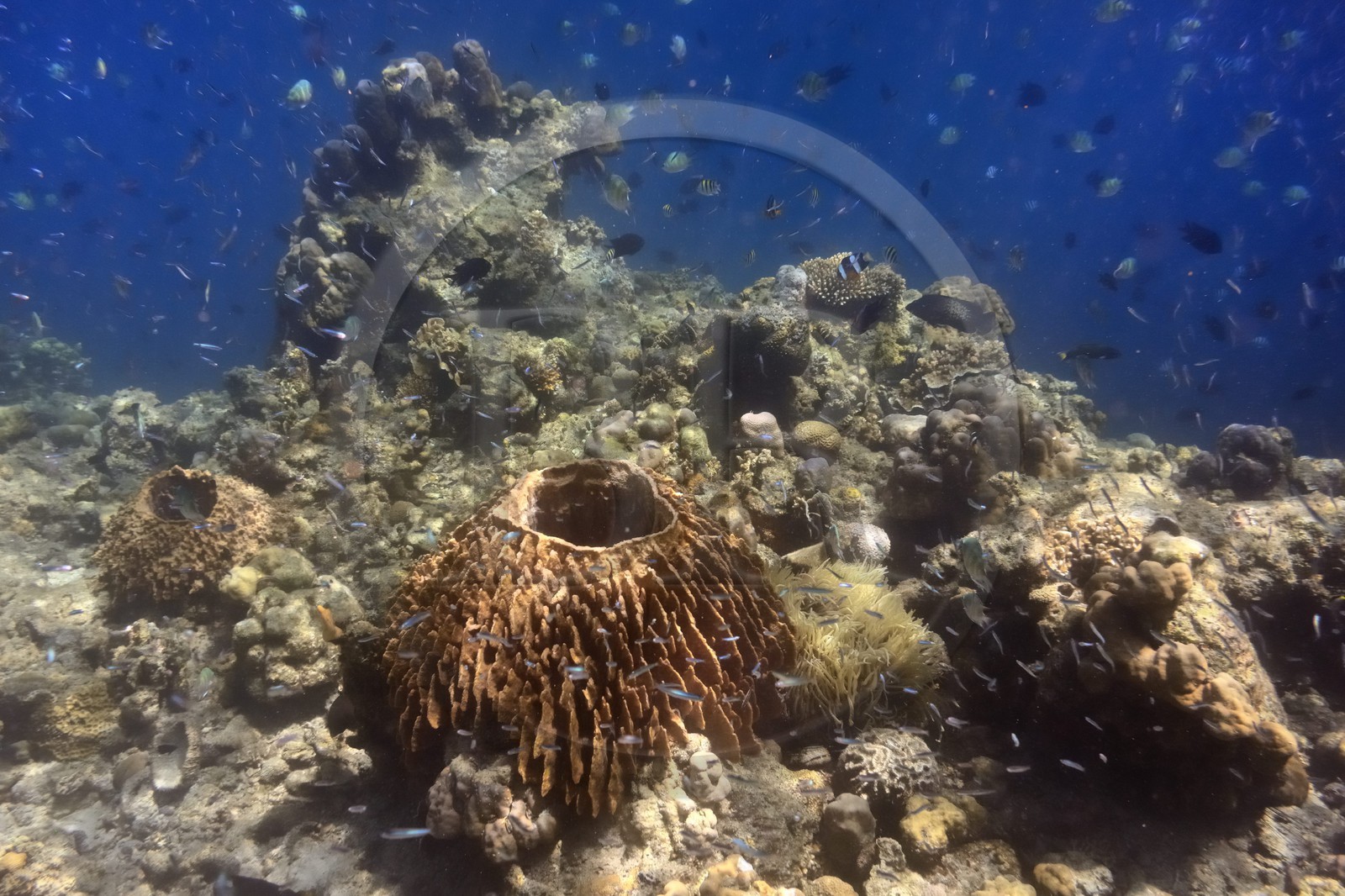 Philippines, Calamian Islands dans le nord de Palawan, Coron Island Natural Biotic Area, récif de corail